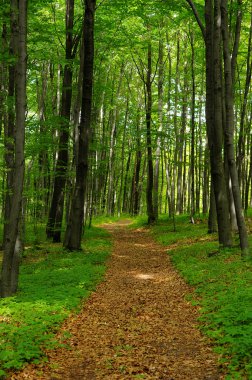 yapraklı yolu arasında orman Lehçe jura