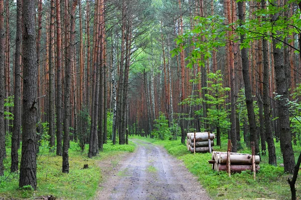 Il sentiero tra la foresta polacca Giura — Foto Stock