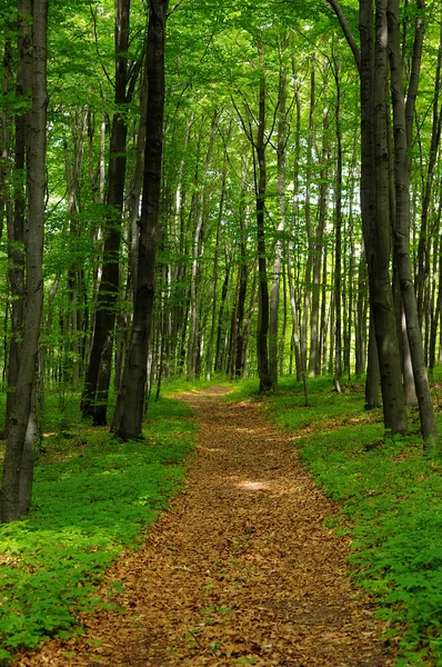 Il sentiero Leafy tra la foresta polacca Giura — Foto Stock
