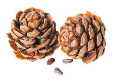 Pinecone isolated in white background clipart