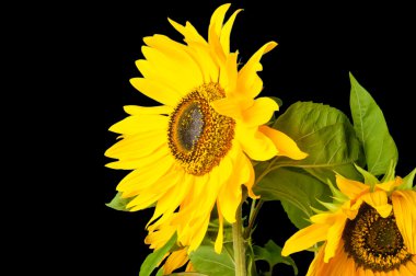 Sunflower clipart