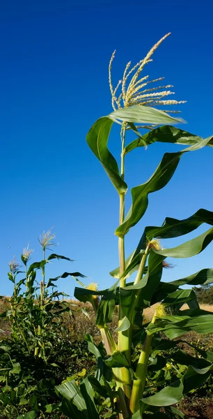 Mısır mavi gökyüzünün görünümü