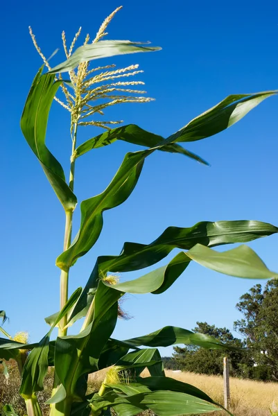Mısır mavi gökyüzünün görünümü