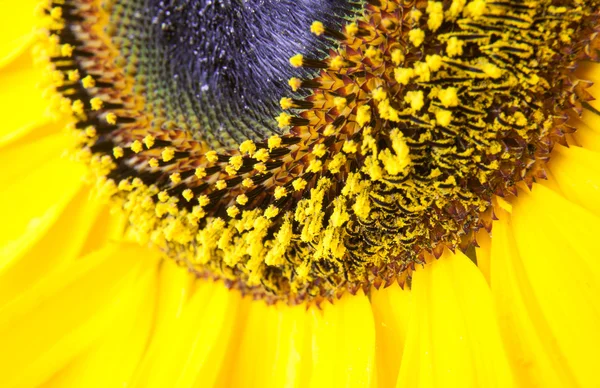 Ayçiçeği makro detay