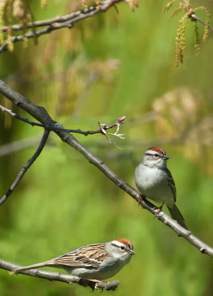 Two chipping sparrows, spizella passerina — Stock Photo, Image