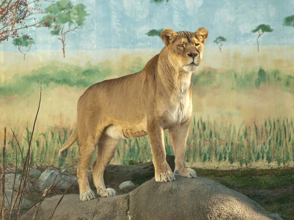 Löwe posiert — Stockfoto