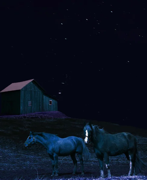 Konie w noc scena — Zdjęcie stockowe