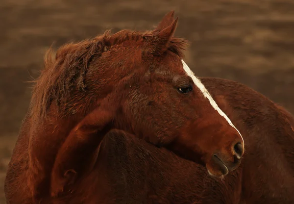 Rust cavalo colorido — Fotografia de Stock