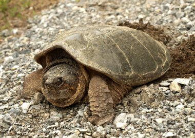 Turtle laying eggs clipart