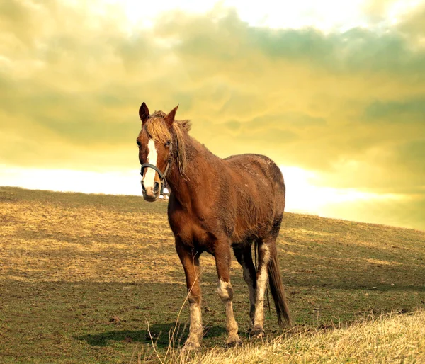 Paard bij zonsondergang — Stockfoto
