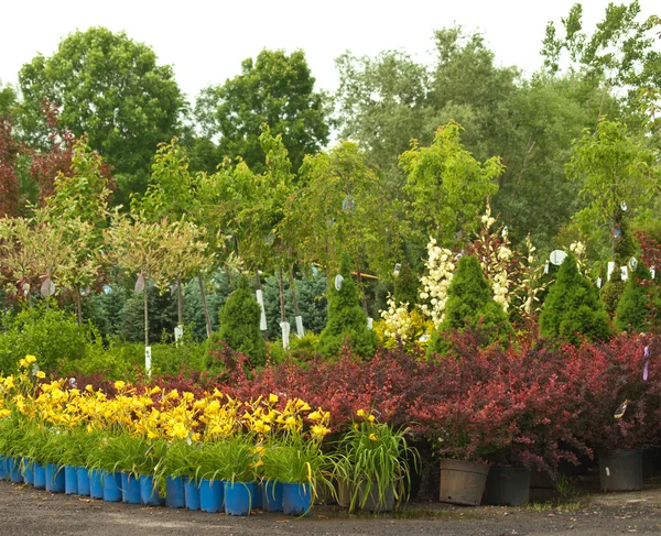 Plantas para venda — Fotografia de Stock