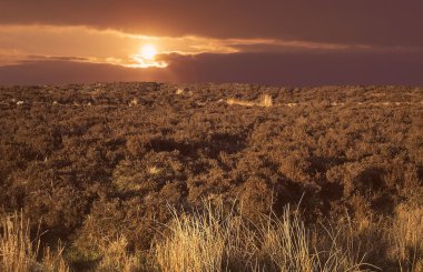 burren