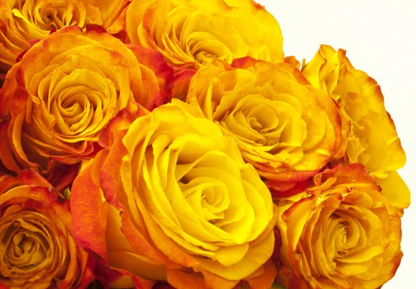 Pink and yellow roses — Stock Photo, Image