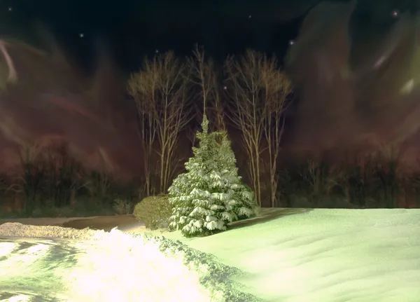 Träd och aurora borealis — Stockfoto