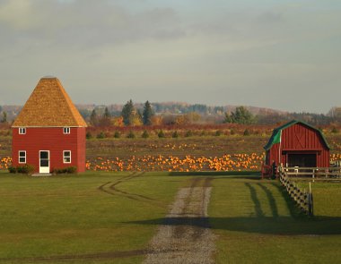 Pumpkin farm clipart