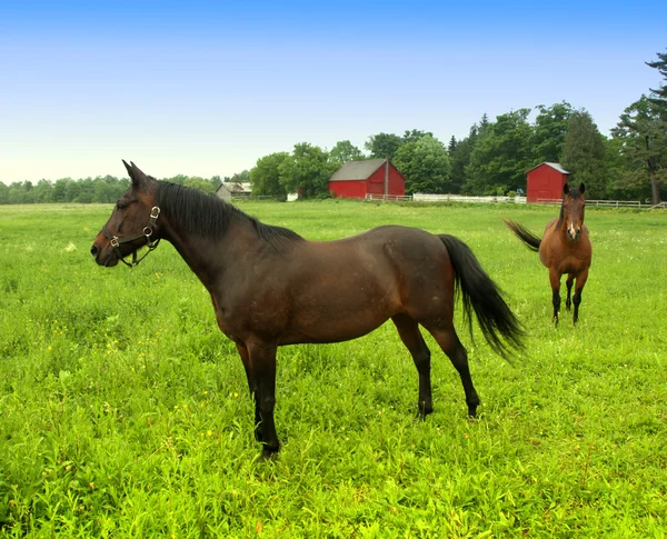 Paarden in grasland — Stockfoto