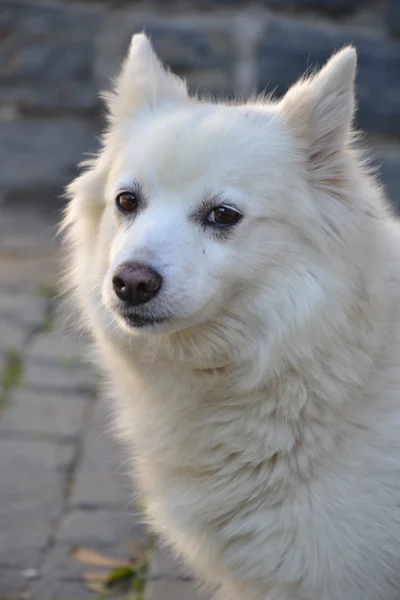 stock image White German Spitz dog