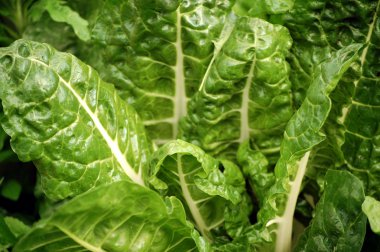 Swiss Chard clipart