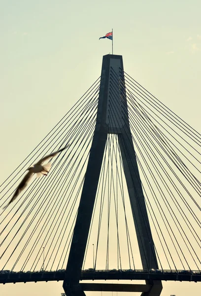 Anzac Bridge,  Sydney, NSW Australia