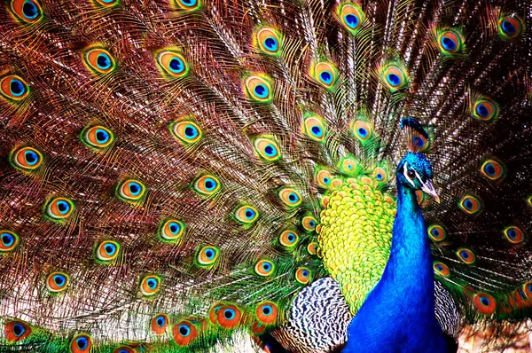 Peacock Royalty Free Stock Images