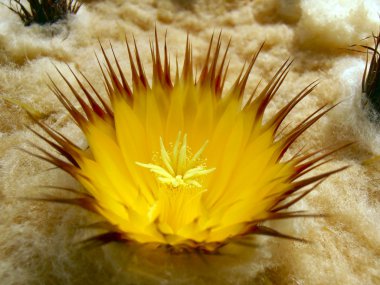echinocactus grusonii çiçek.