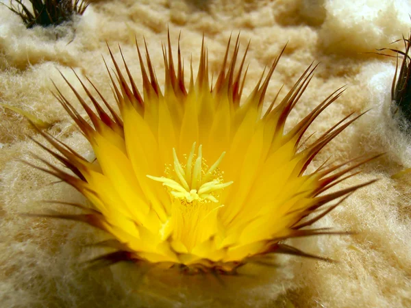 Flor do Echinocactus grusonii . Fotografia De Stock