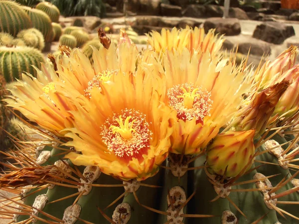 stock image Flower of the Echinocactus