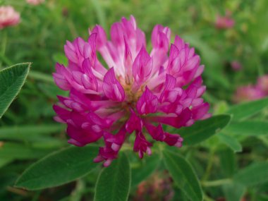 Trifolium pratense clipart