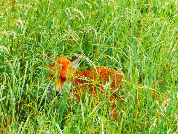 Vilda fox — Stockfoto