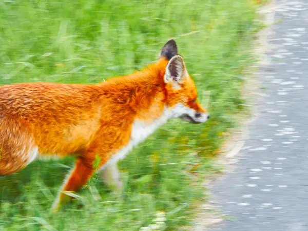 stock image Wild fox