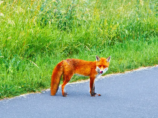 stock image Wild fox