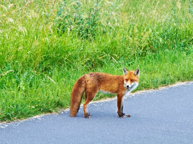 Wild fox clipart