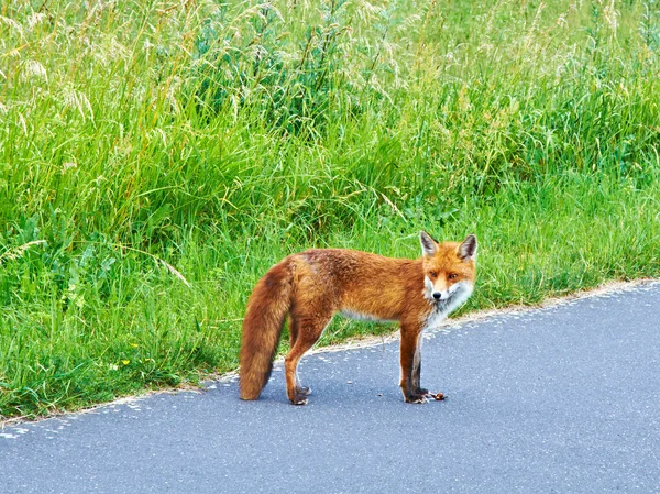 stock image Wild fox