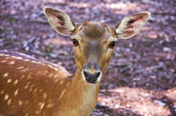 Bamby geyik — Stok fotoğraf
