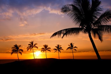 Hawaiian palm tree sunset clipart