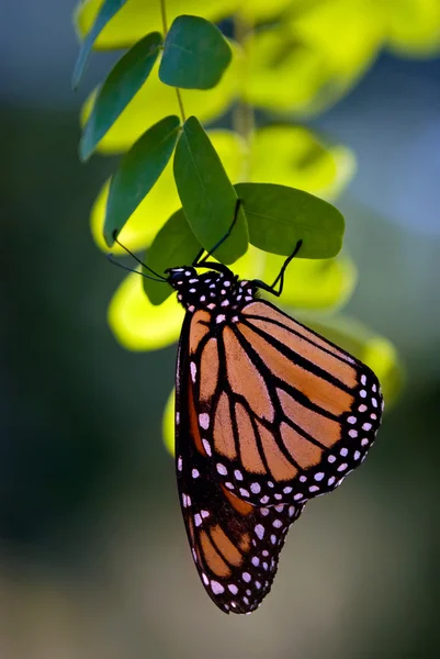 Метелик - монарх, Данай плексіпп. — стокове фото
