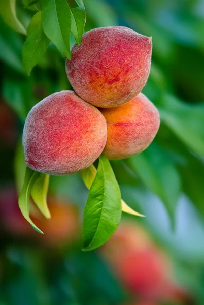 Персики висят на дереве — стоковое фото