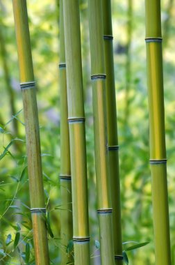Bambu ağacı