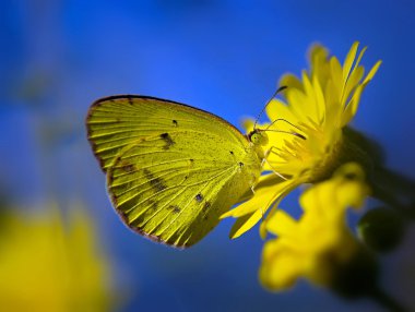 Little Yellow butterfly, Eurema lisa clipart