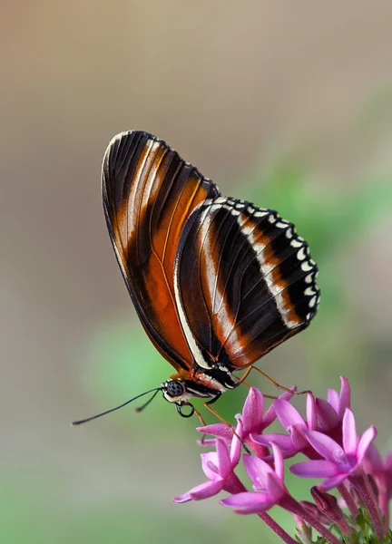 縞模様のオレンジ色の蝶、オビモンドクチョウ — ストック写真
