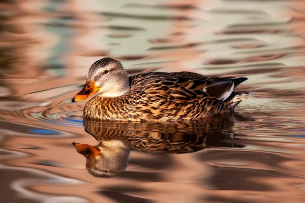 Vrouwelijke mallard duck — Stockfoto