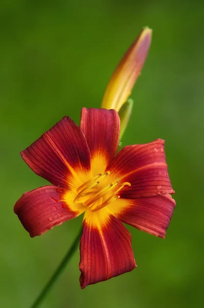 Röd dag lily — Stockfoto