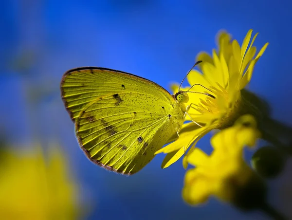 Mariposa amarilla, Eurema lisa —  Fotos de Stock