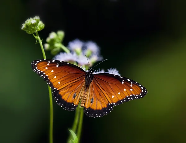 Königin der Schmetterlinge, danaus gilippus — Stockfoto