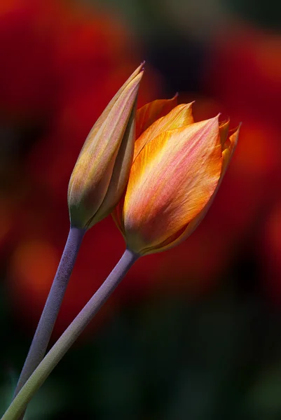 Due tulipani gialli — Foto Stock