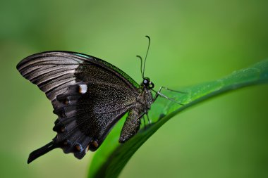 Zümrüt swallowtail kelebek, papilio palinurus