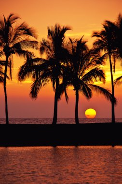 Hawaiian palm tree sunset clipart