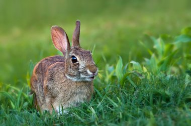 Cottontail bunny rabbit clipart