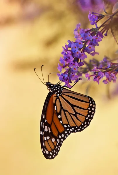 Бабочка-монарх, Danaus plexippus — стоковое фото