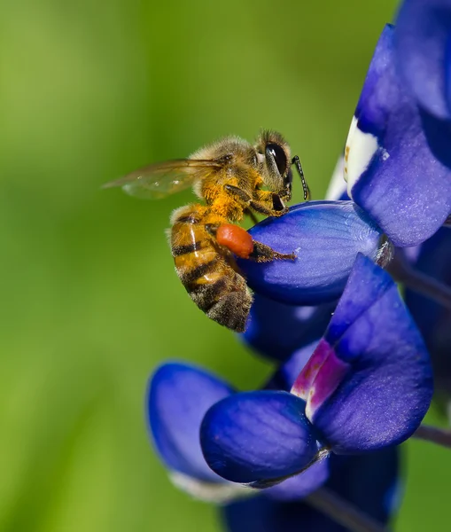 ブルーボ ネット上の蜂 — ストック写真